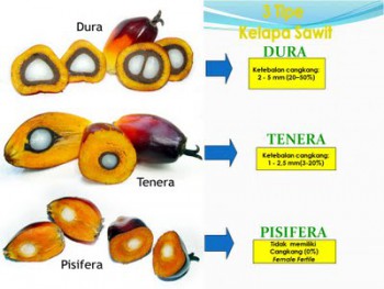 Tenera : Tipe Sawit Unggul Untuk Komersil